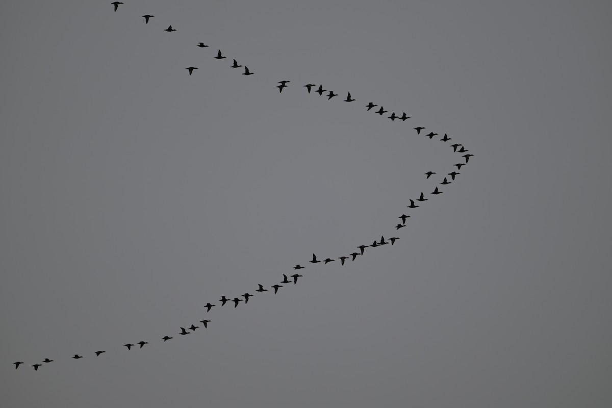 Surf Scoter - ML641915153