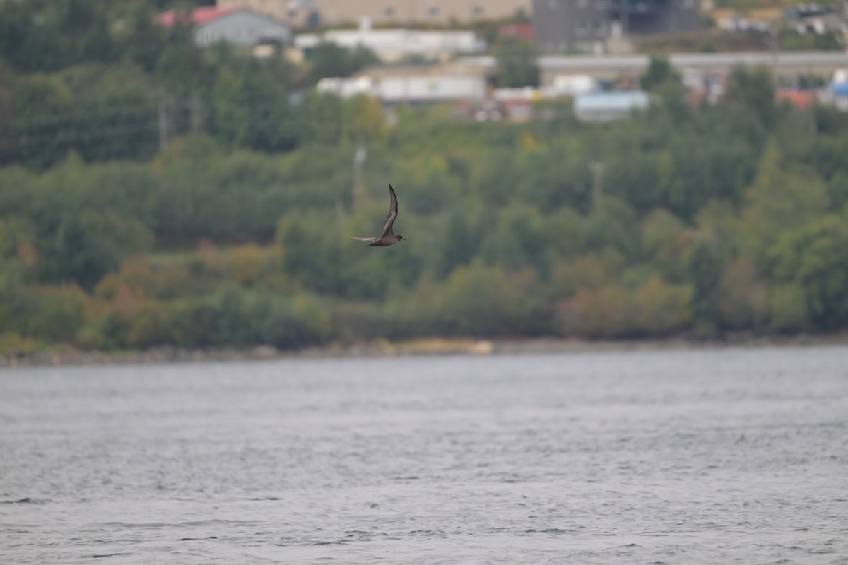 Sooty Shearwater - ML641915191