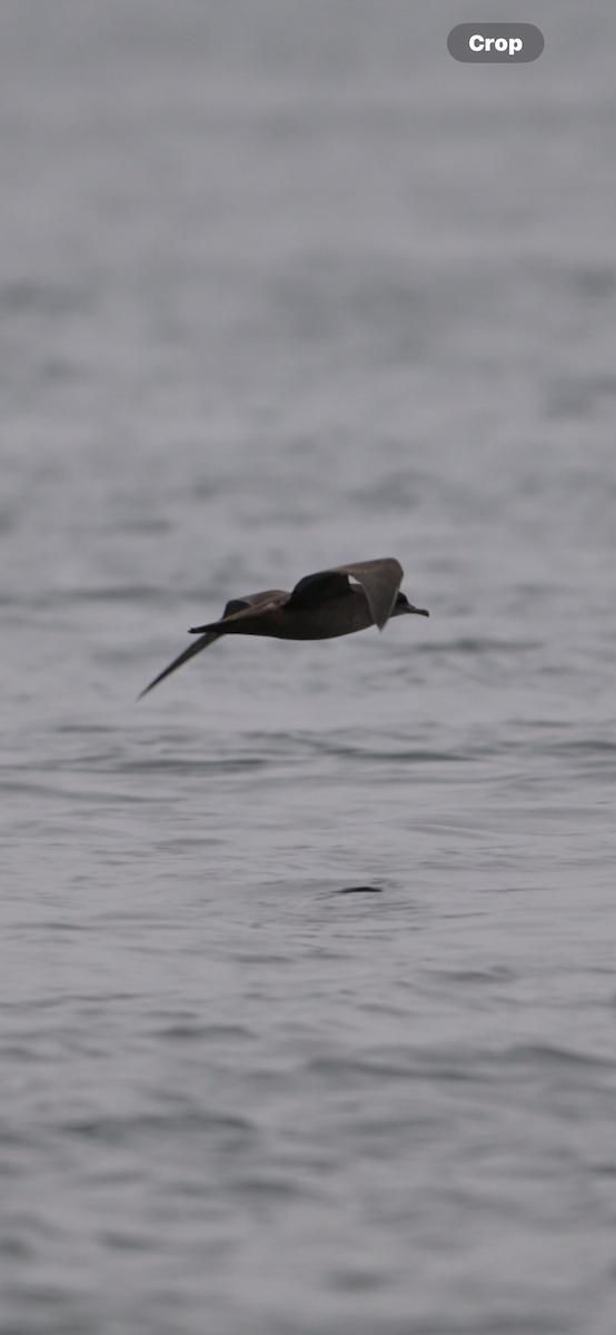 Sooty Shearwater - ML641915192