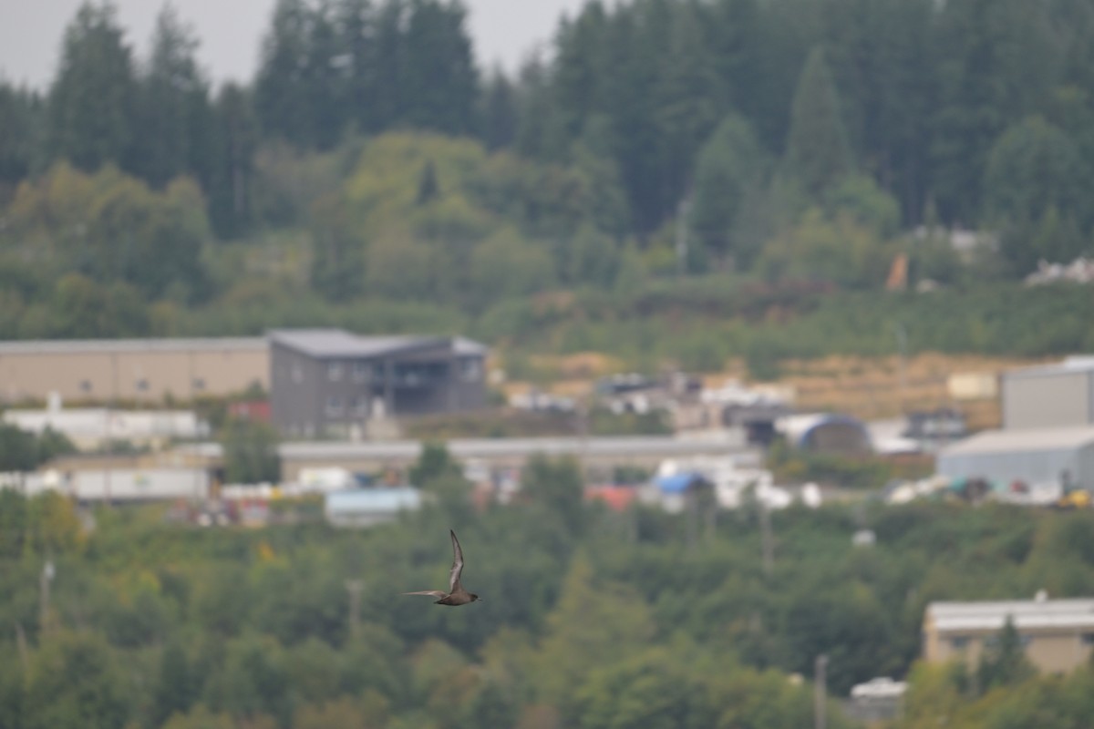 Sooty Shearwater - ML641915194