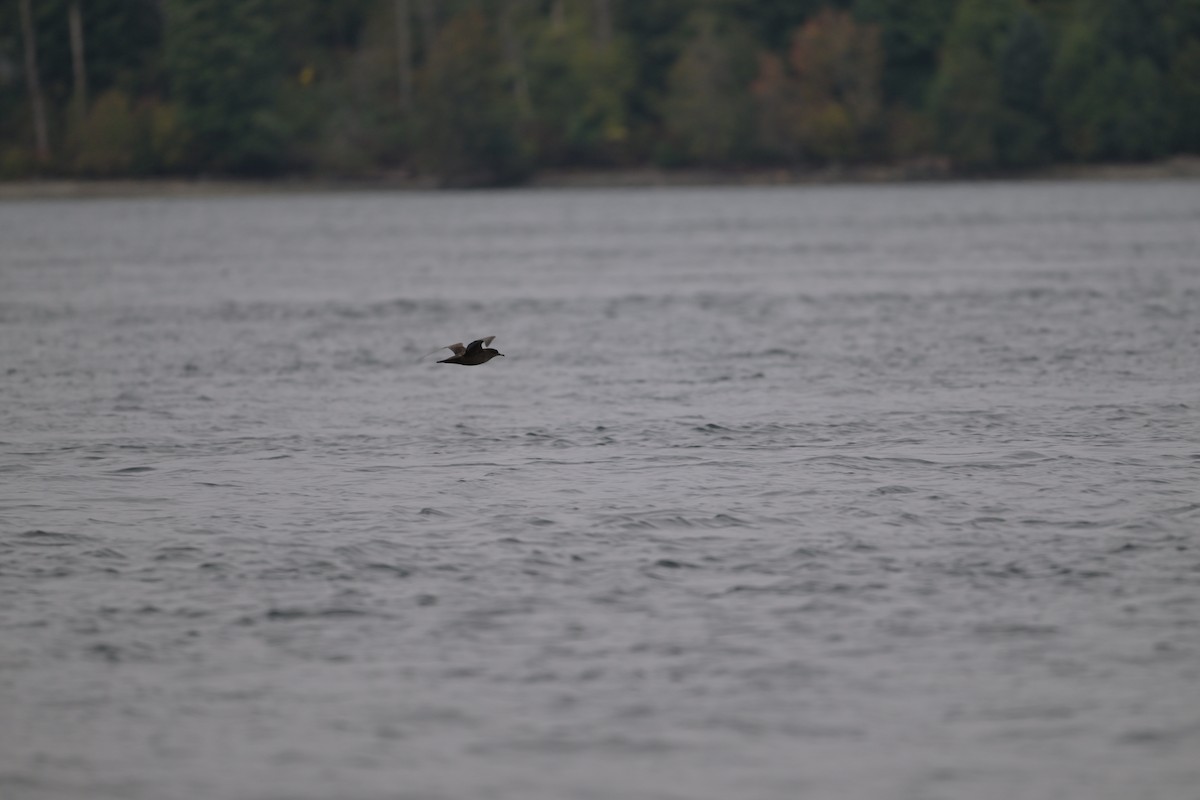 Sooty Shearwater - ML641915195