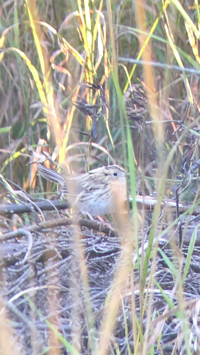 LeConte's Sparrow - ML641915219