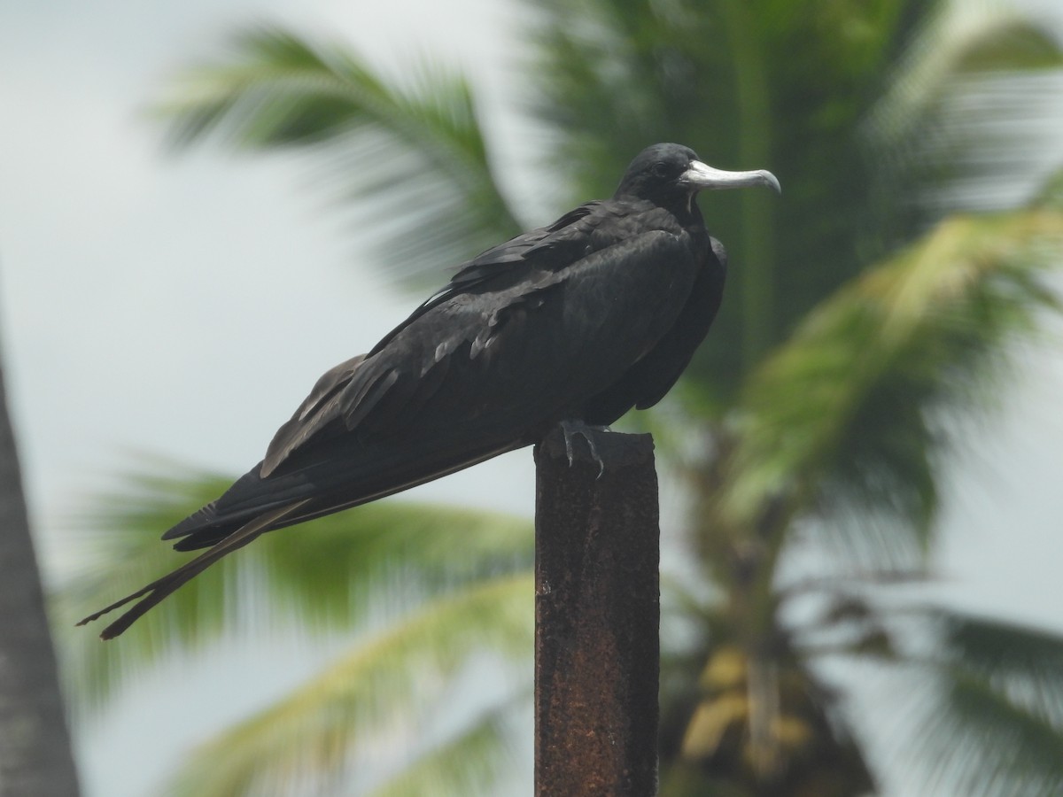 Magnificent Frigatebird - ML641915223