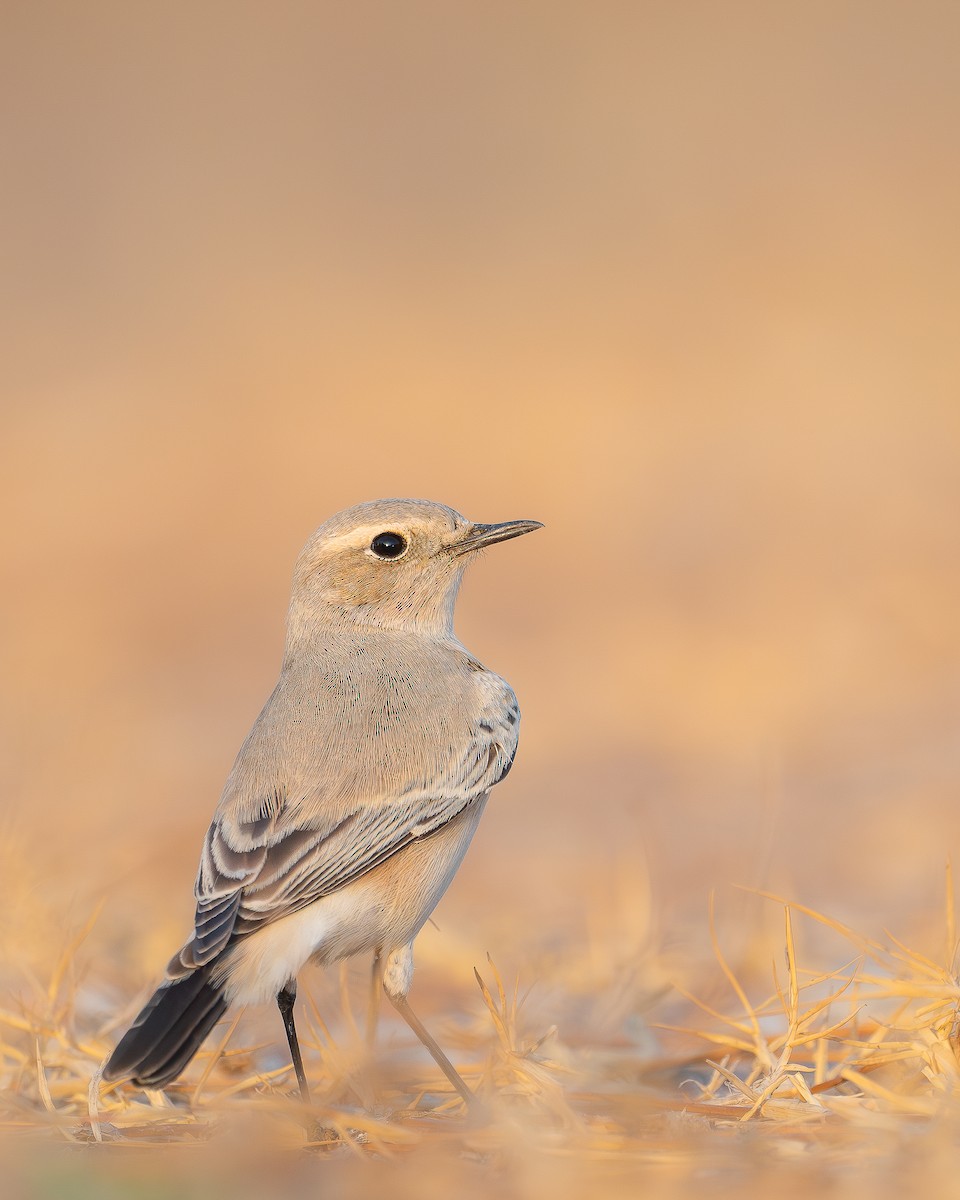 Desert Wheatear - ML641915226