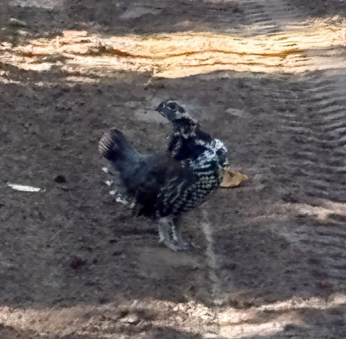Spruce Grouse - ML641915229