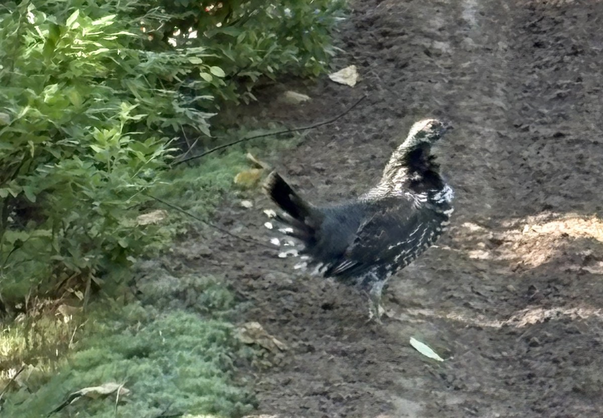 Spruce Grouse - ML641915230