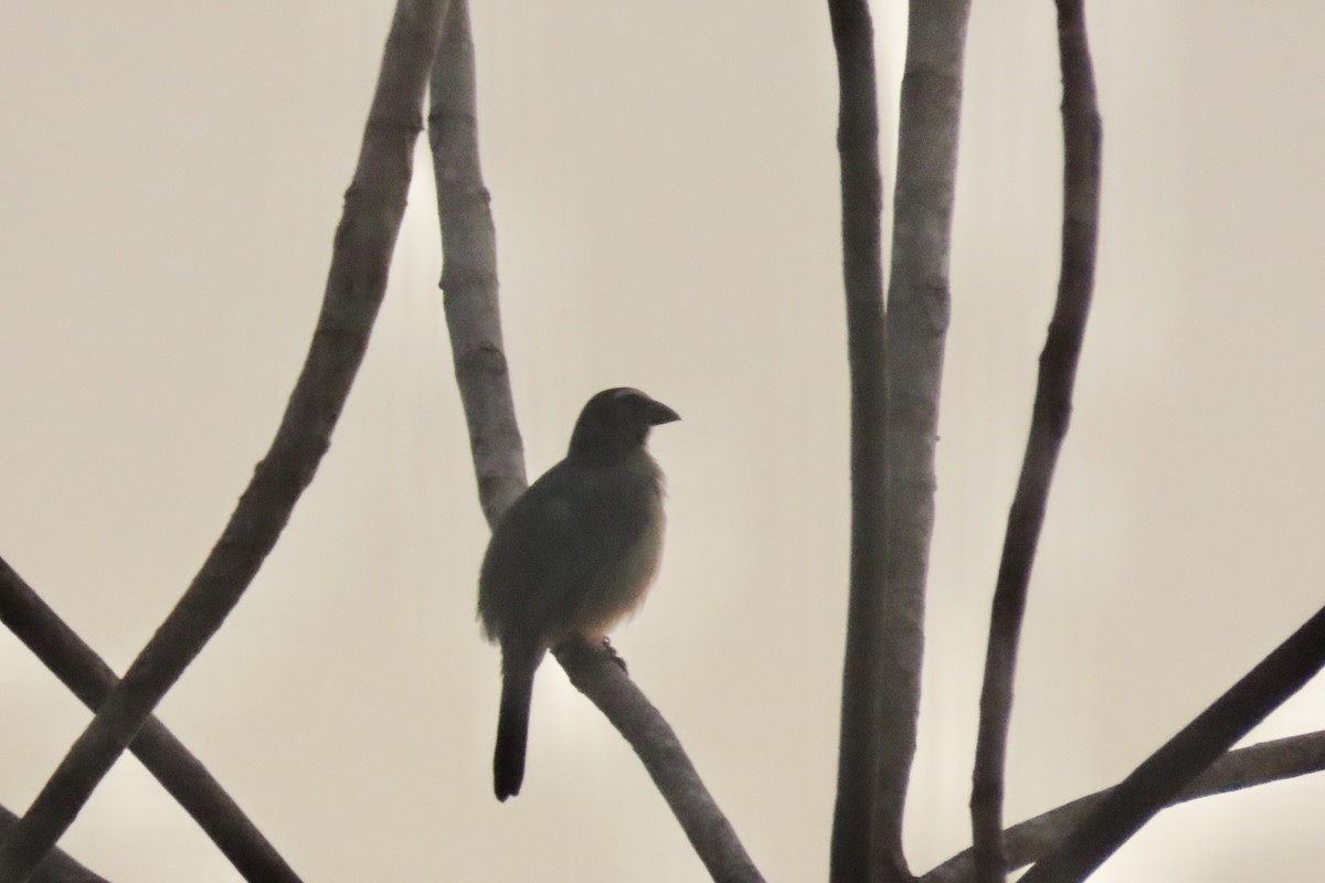 Bluish-gray Saltator - ML641915270