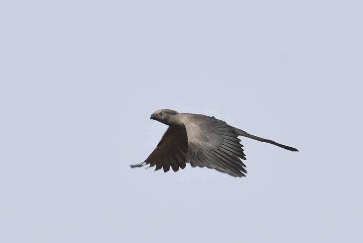 Gray Go-away-bird - ML641915278
