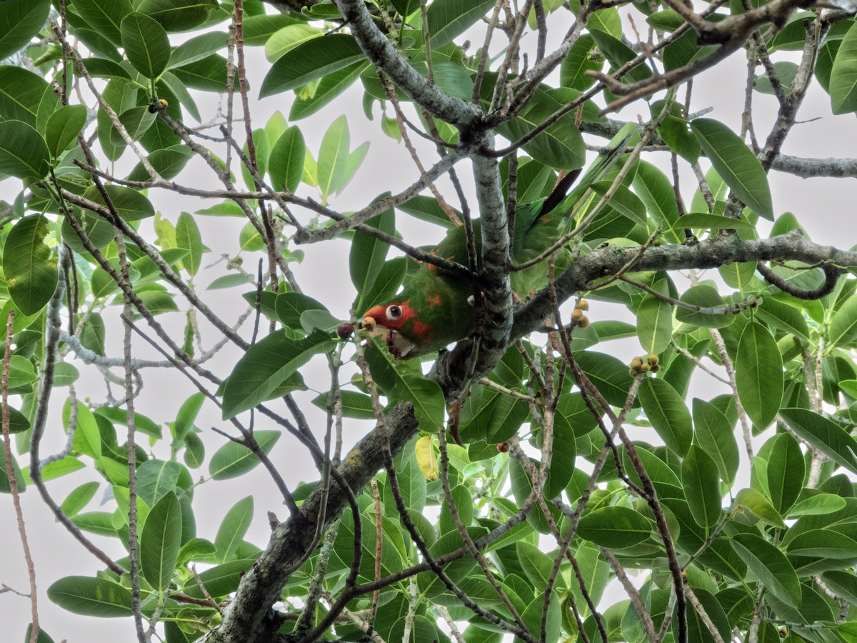 Mitred Parakeet - ML641915297