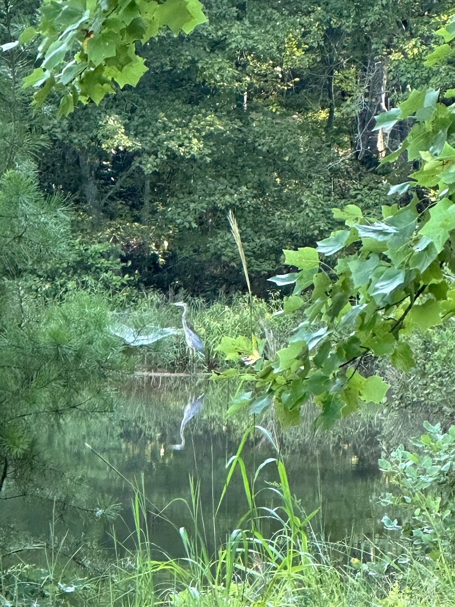 オオアオサギ - ML641915301