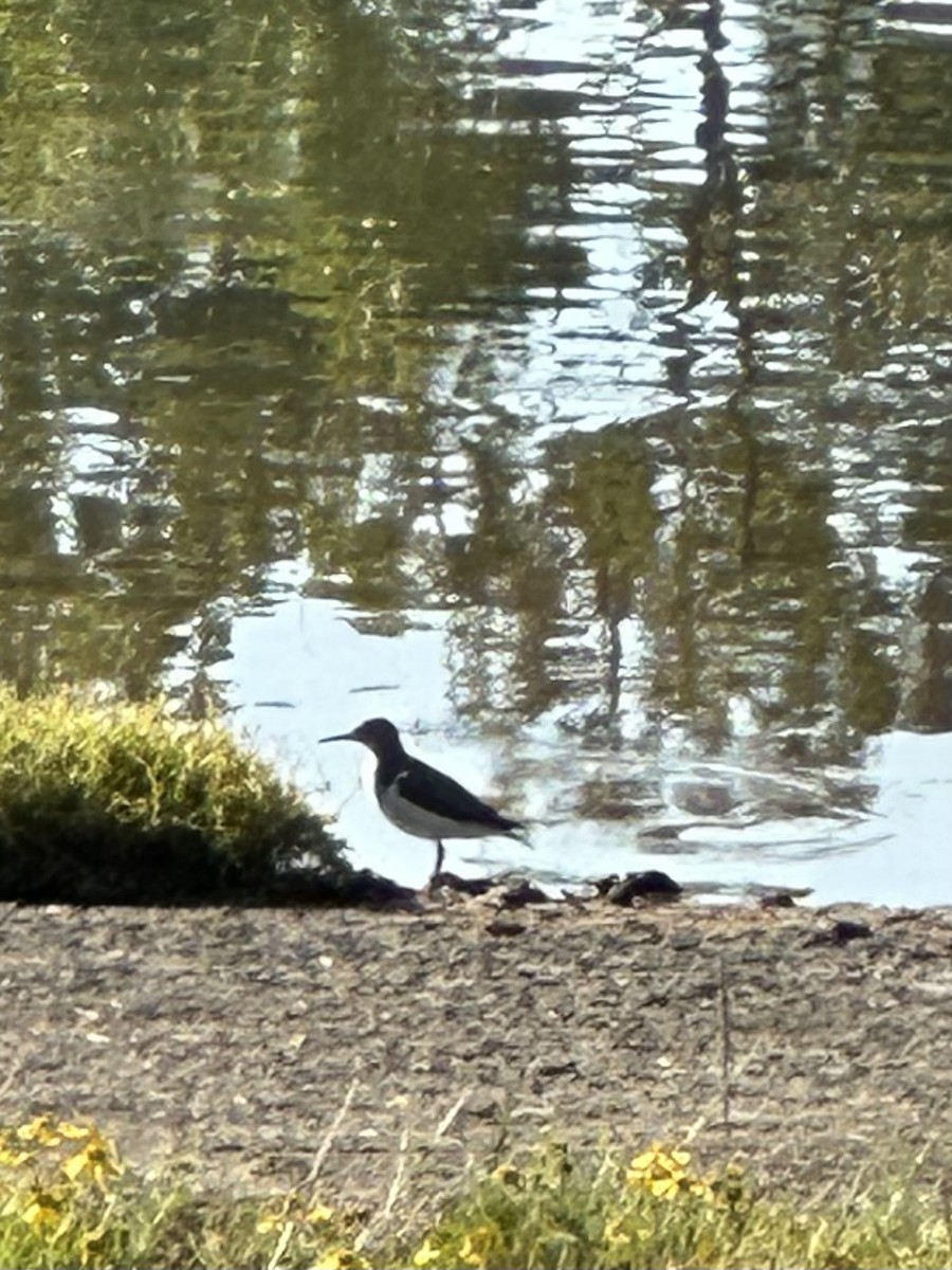 アメリカイソシギ - ML641915306