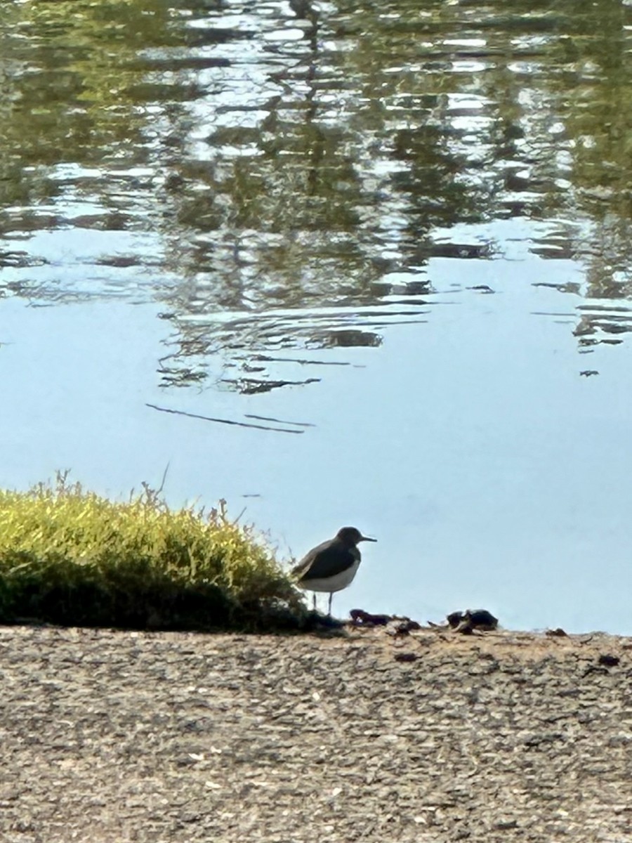 アメリカイソシギ - ML641915307