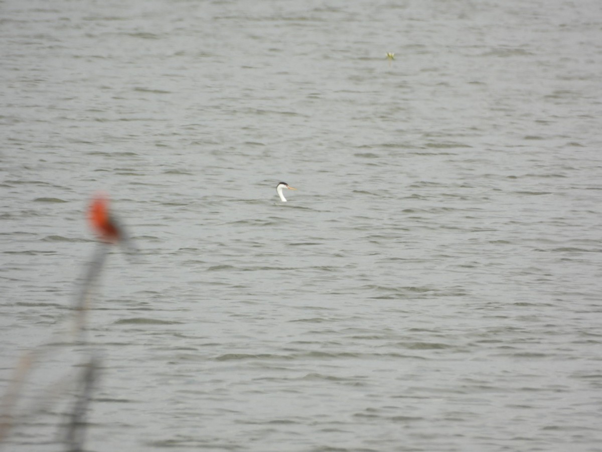 Clark's Grebe - ML641915311