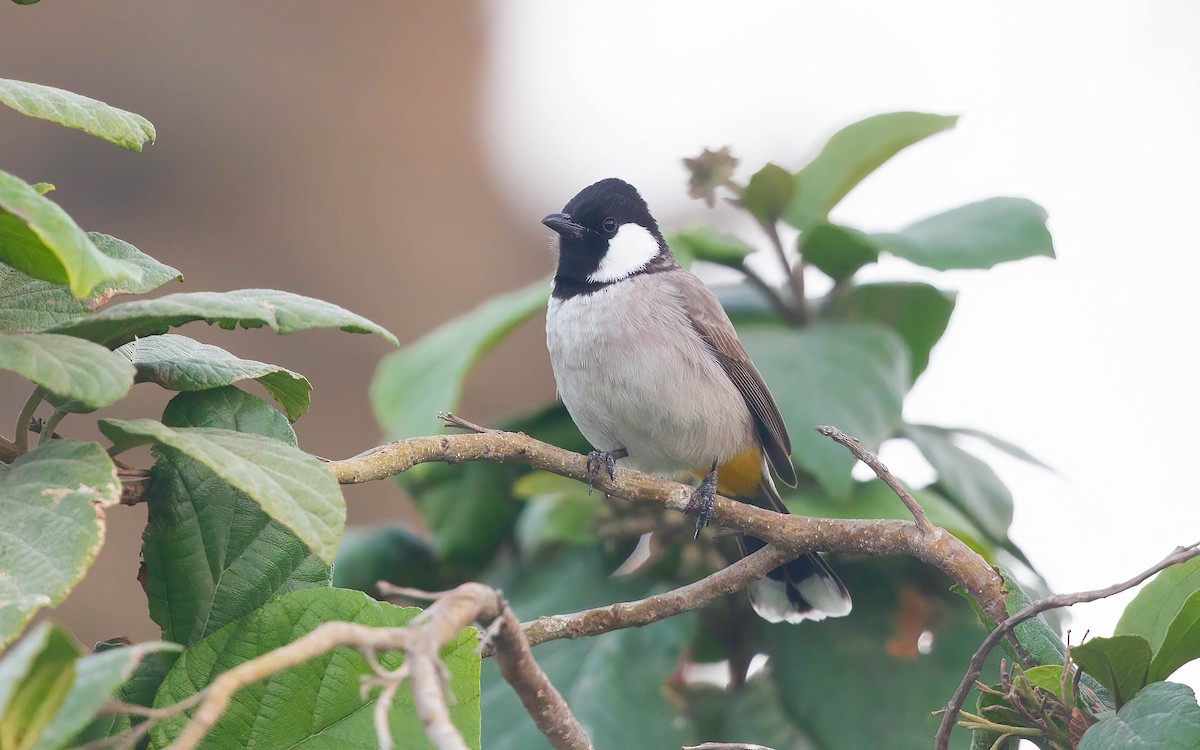 White-eared Bulbul - ML641915318
