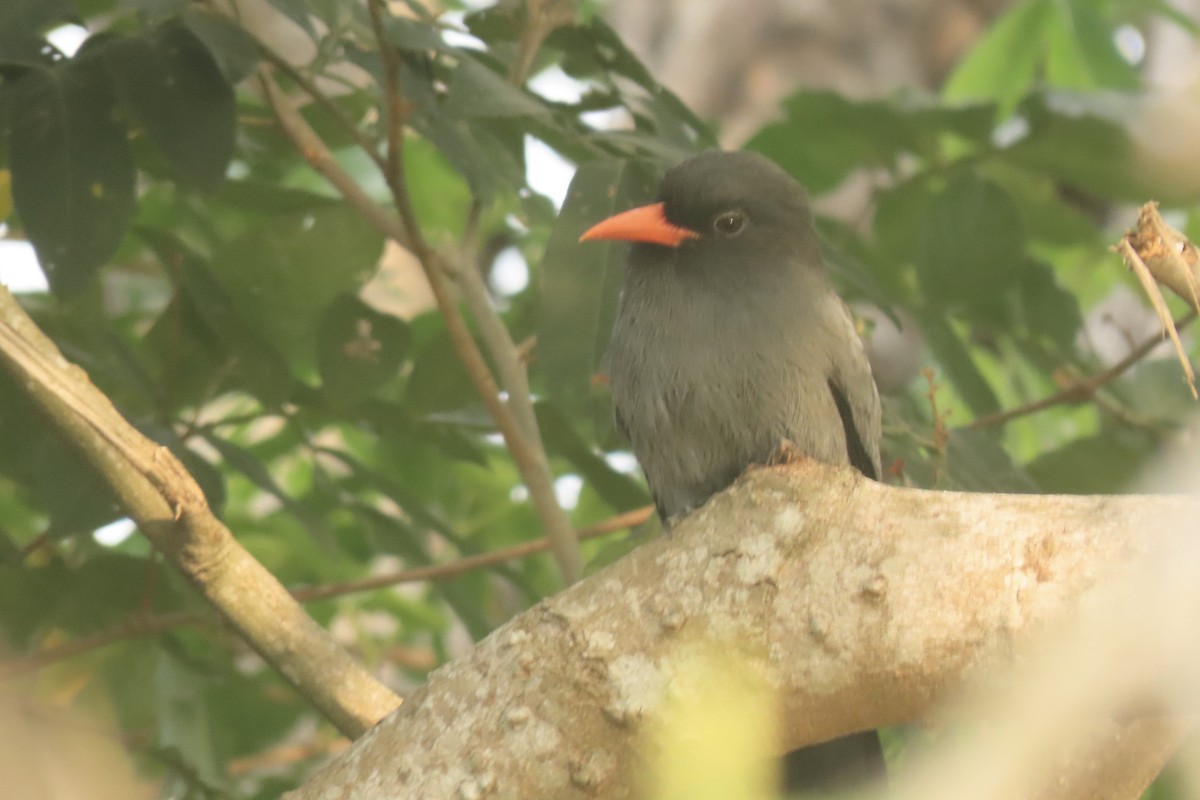 Black-fronted Nunbird - ML641915323