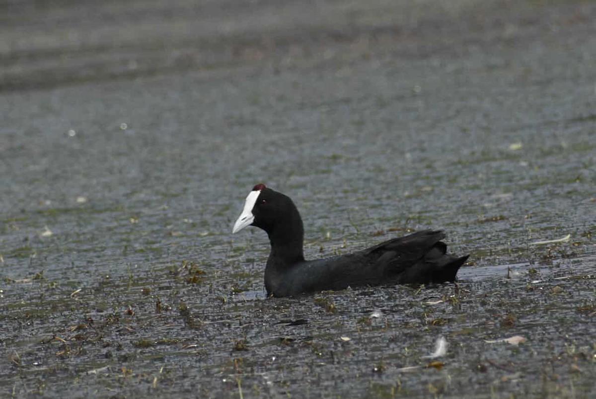 Red-knobbed Coot - ML641915330