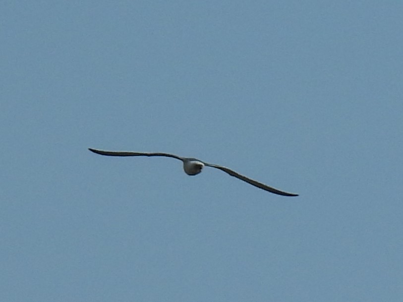 gull sp. - ML641915332