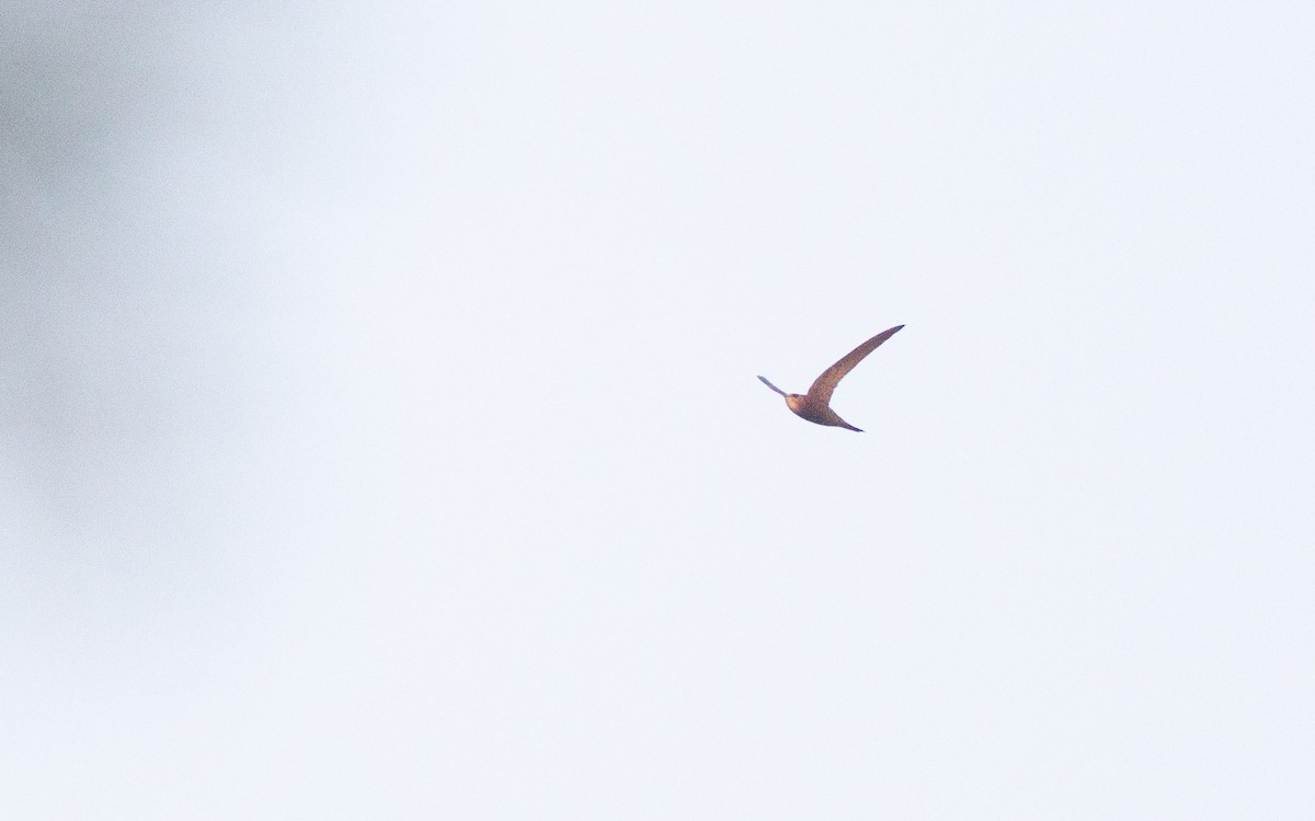 Pallid Swift - ML641915334