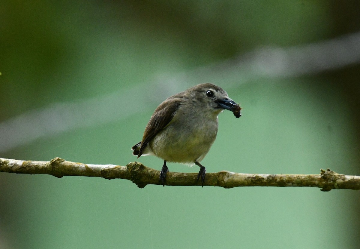 Nilgiri Flowerpecker - ML641915338