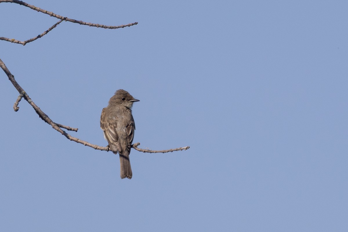 Mosquero Fibí - ML641915355