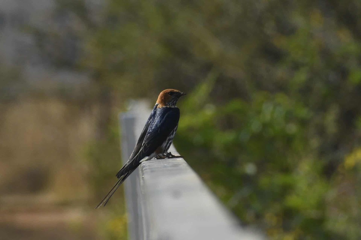 Lesser Striped Swallow - ML641915360