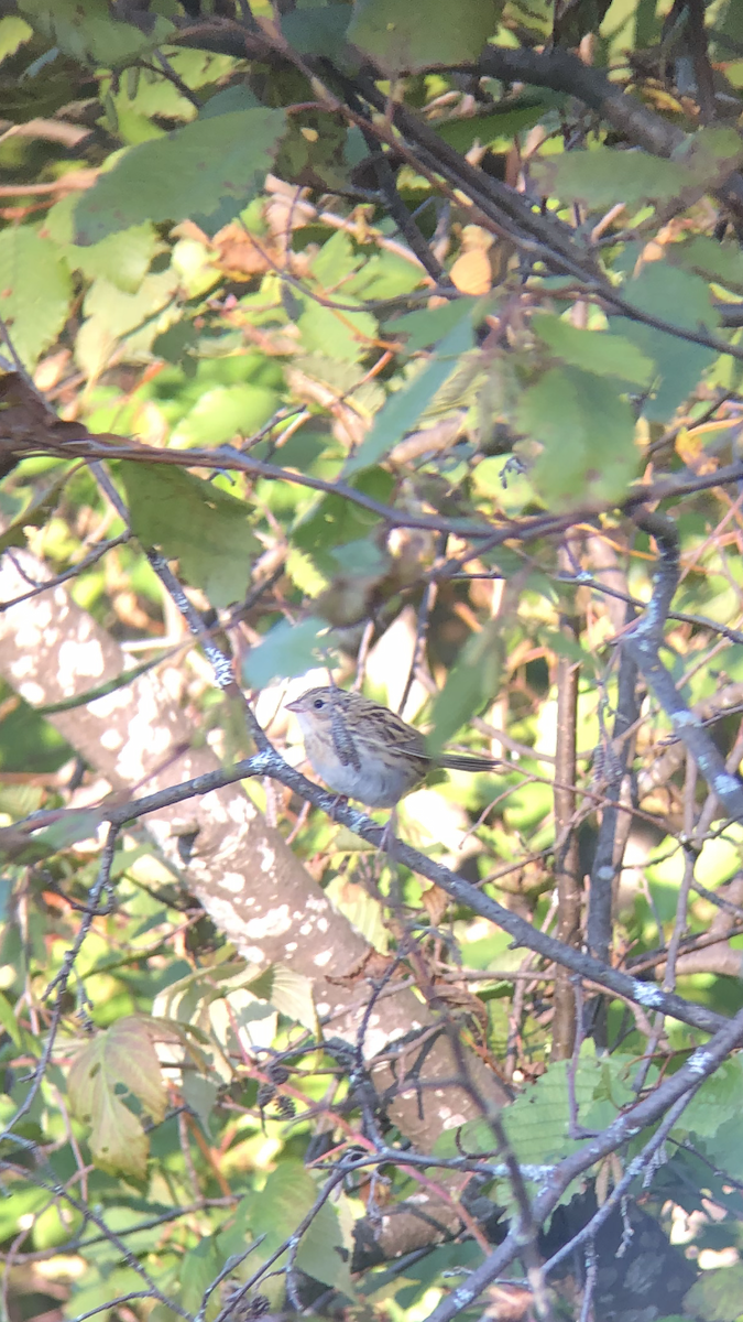 LeConte's Sparrow - ML641915362