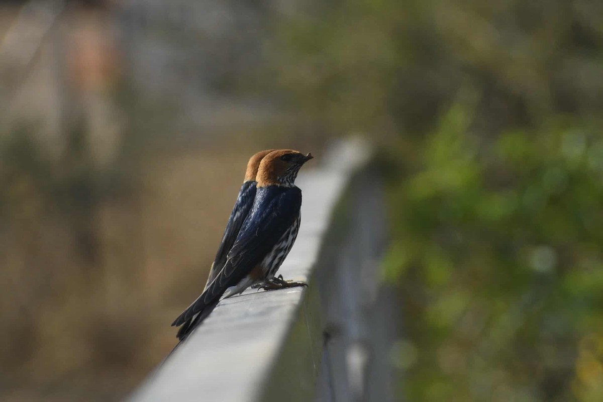 Lesser Striped Swallow - ML641915365