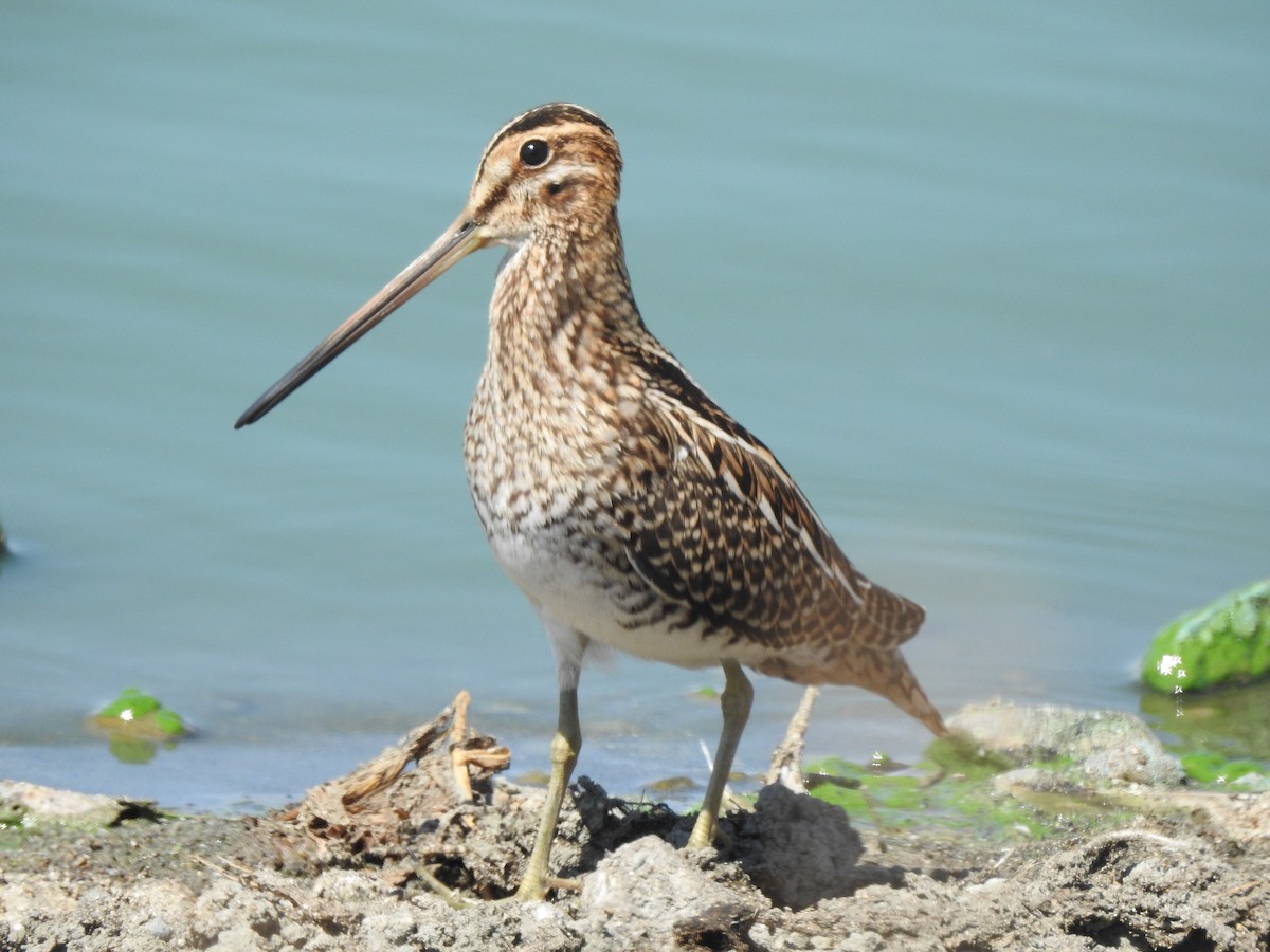 Common Snipe - ML641915375