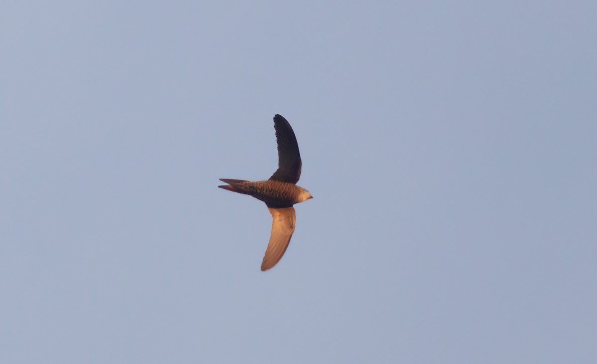 Pallid Swift - ML641915378