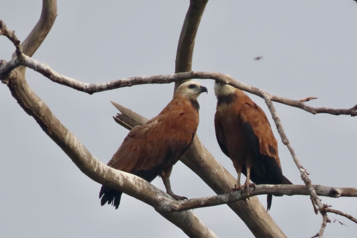 Black-collared Hawk - ML641915383