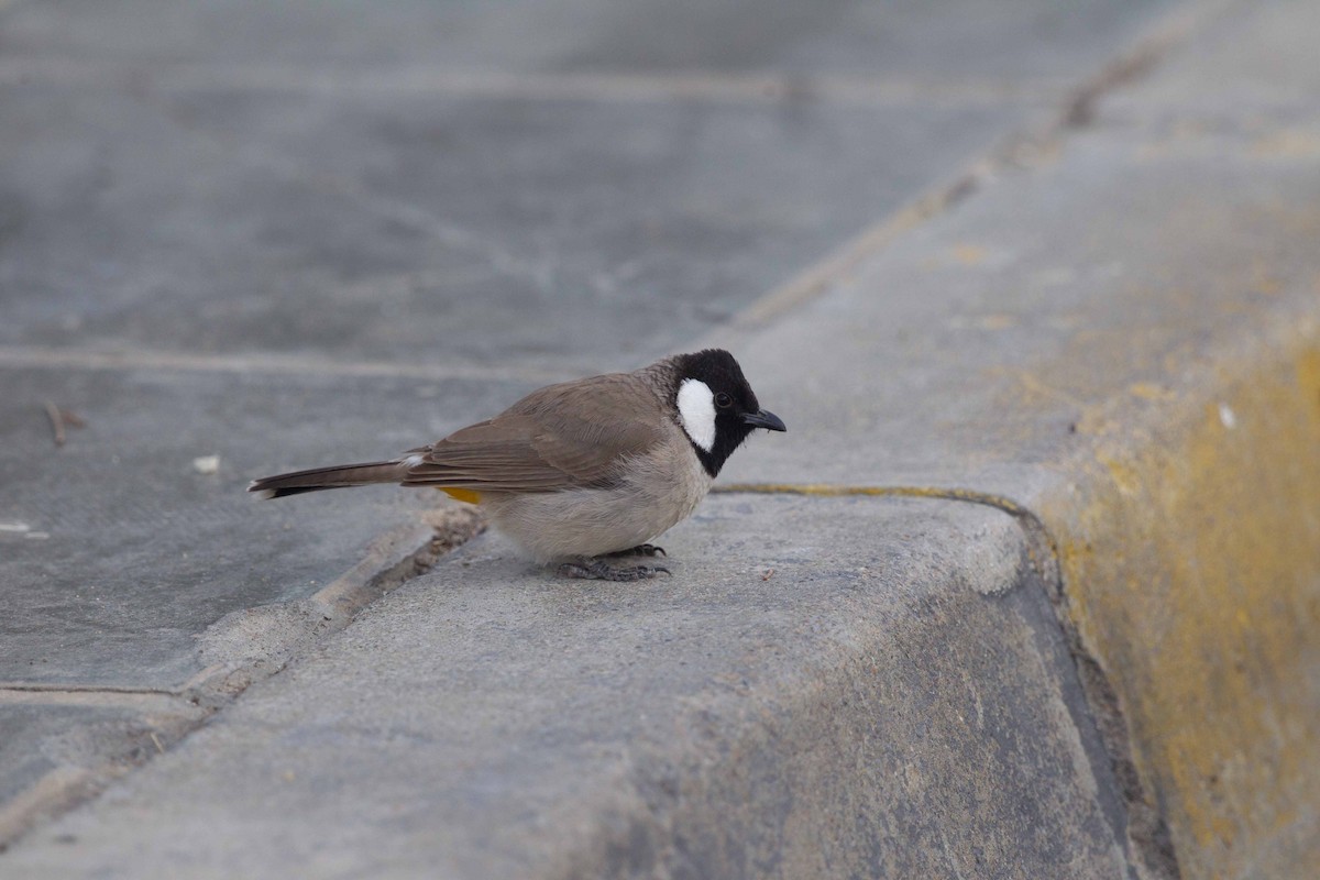 White-eared Bulbul - ML641915413