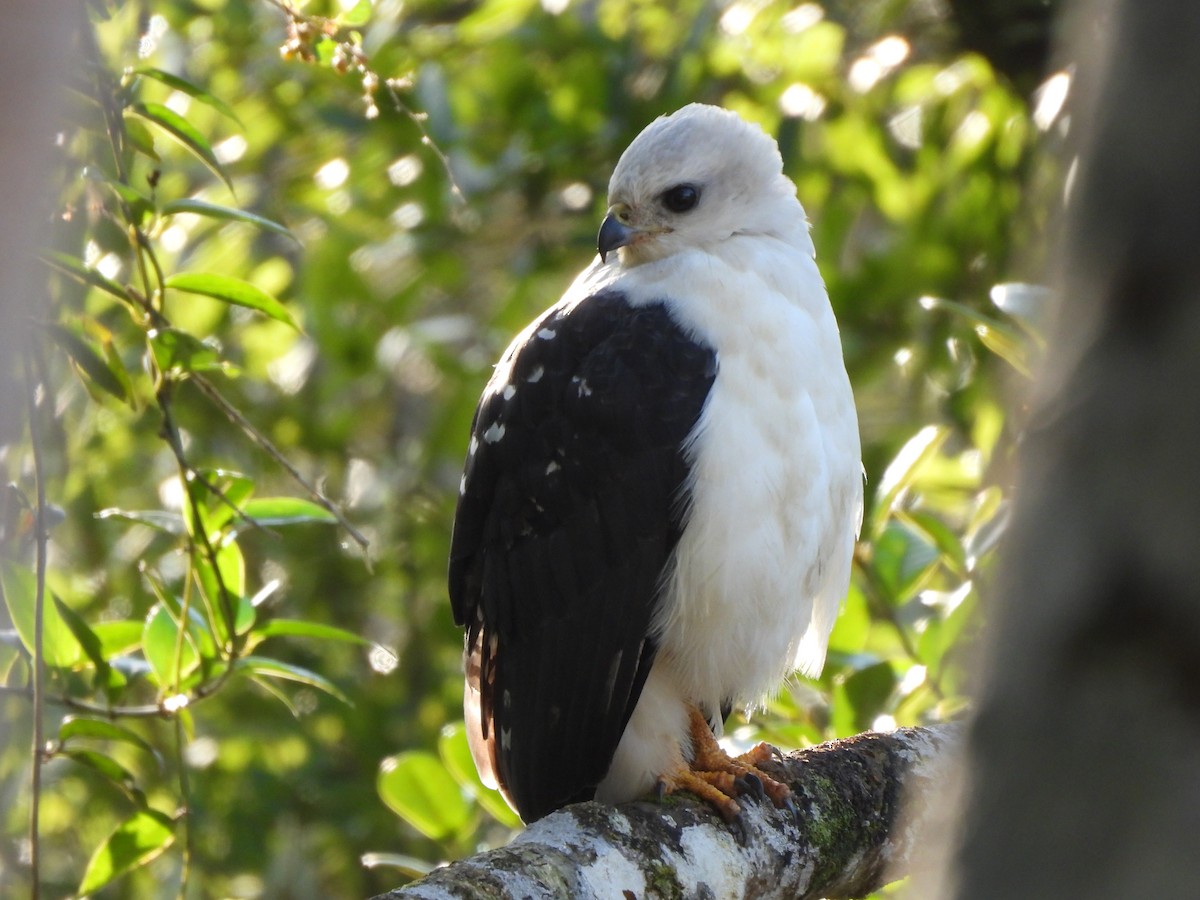 White-necked Hawk - ML641915414