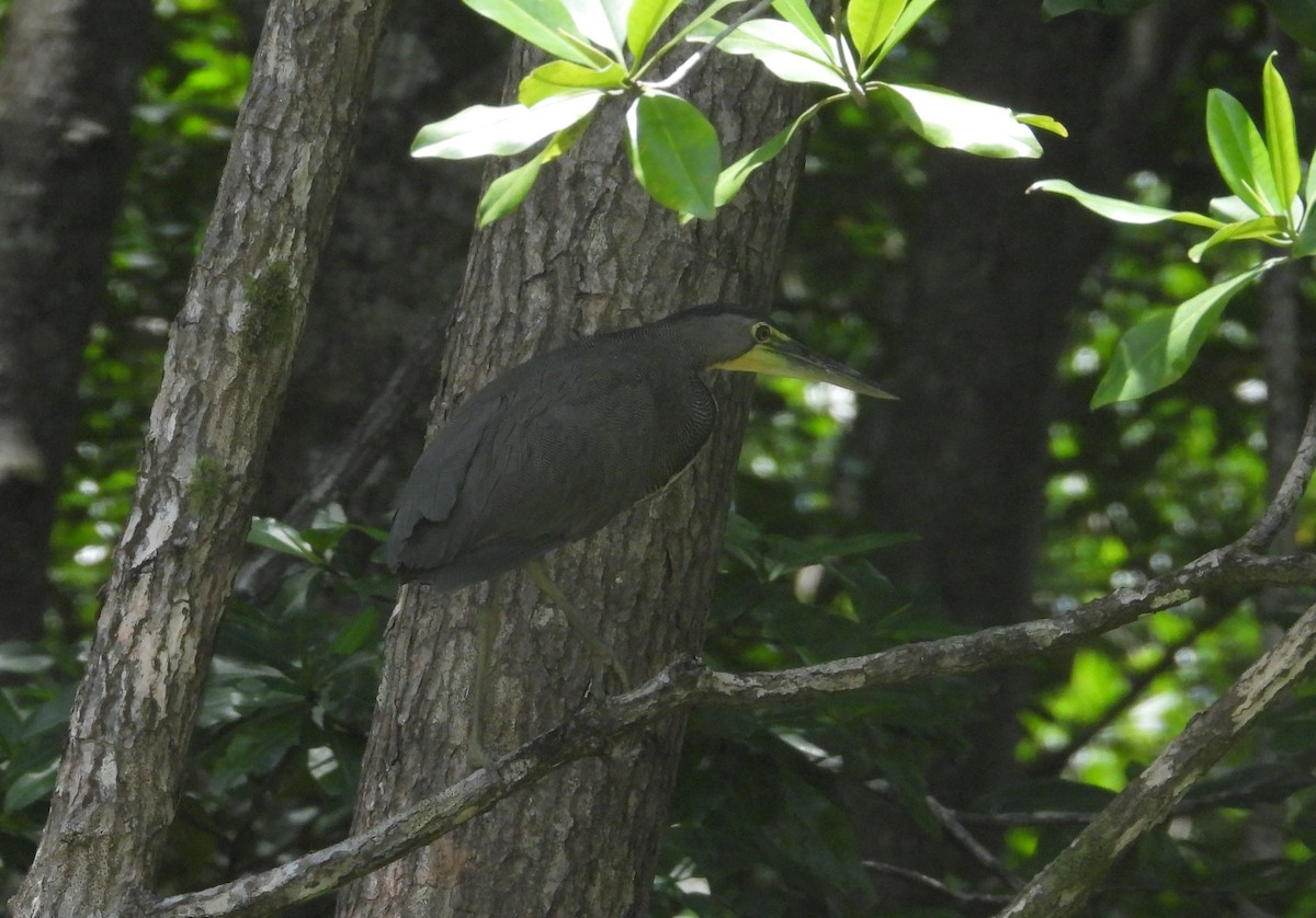 Bare-throated Tiger-Heron - ML641915432