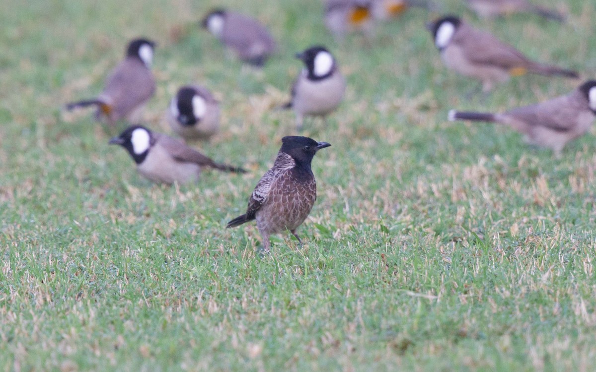 Red-vented Bulbul - ML641915433