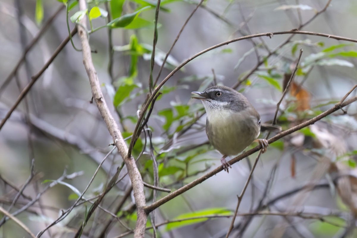 White-browed Scrubwren - ML641915446