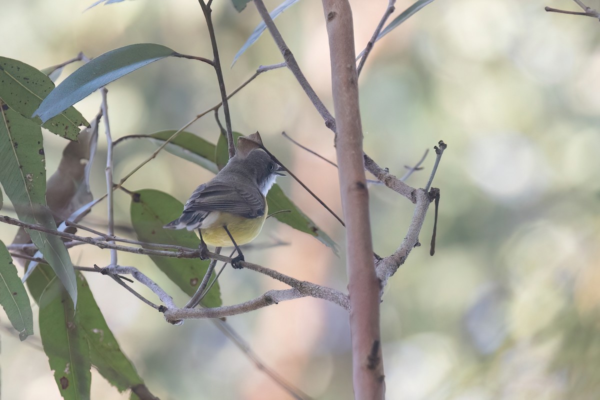 White-throated Gerygone - ML641915452