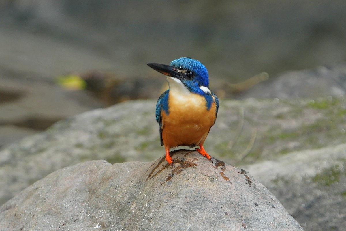 Half-collared Kingfisher - ML641915498