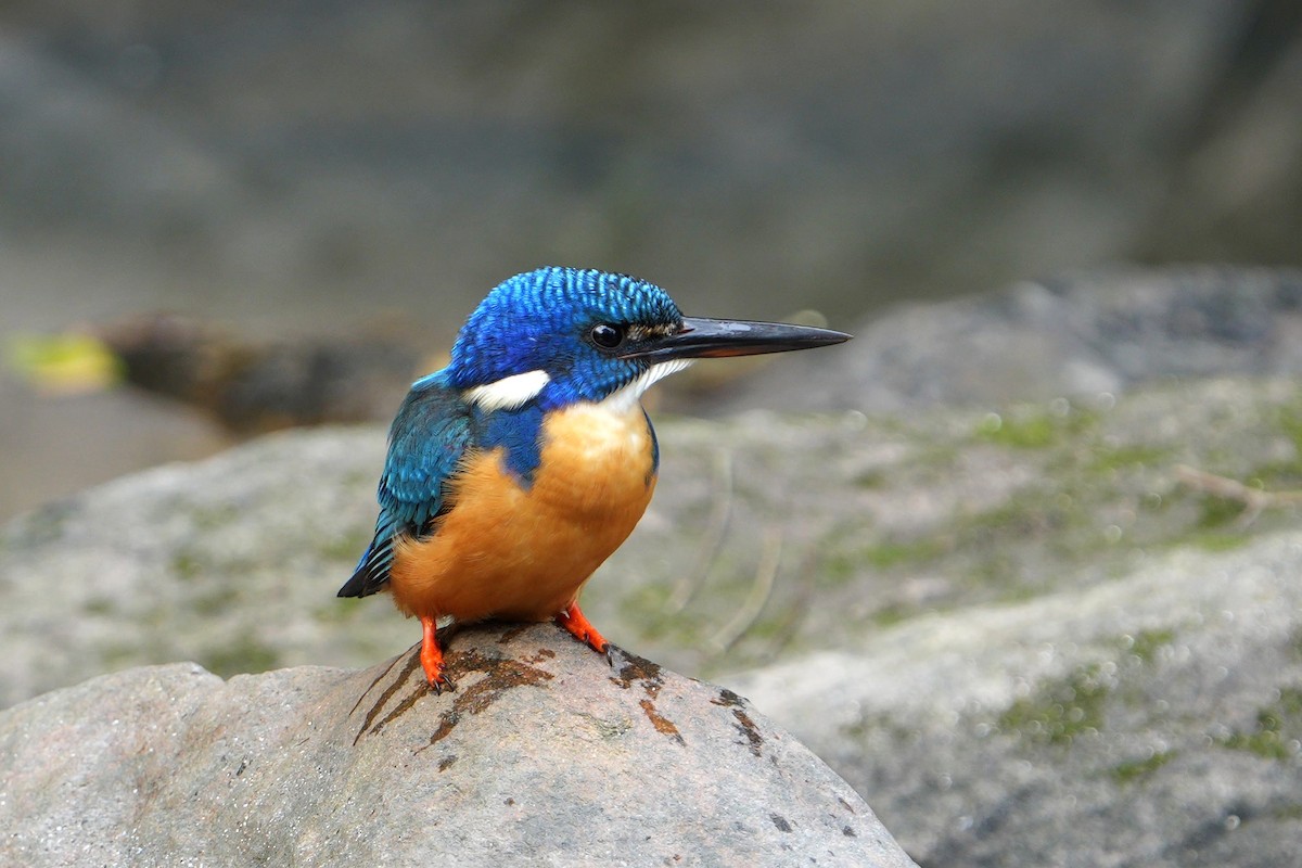 Half-collared Kingfisher - ML641915499