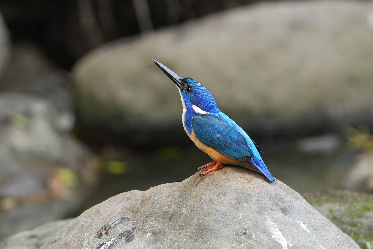 Half-collared Kingfisher - ML641915500