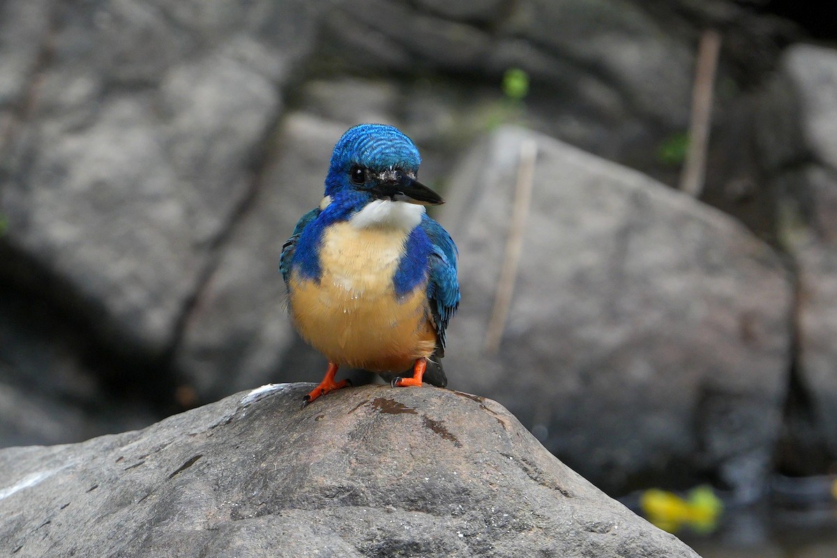 Half-collared Kingfisher - ML641915501