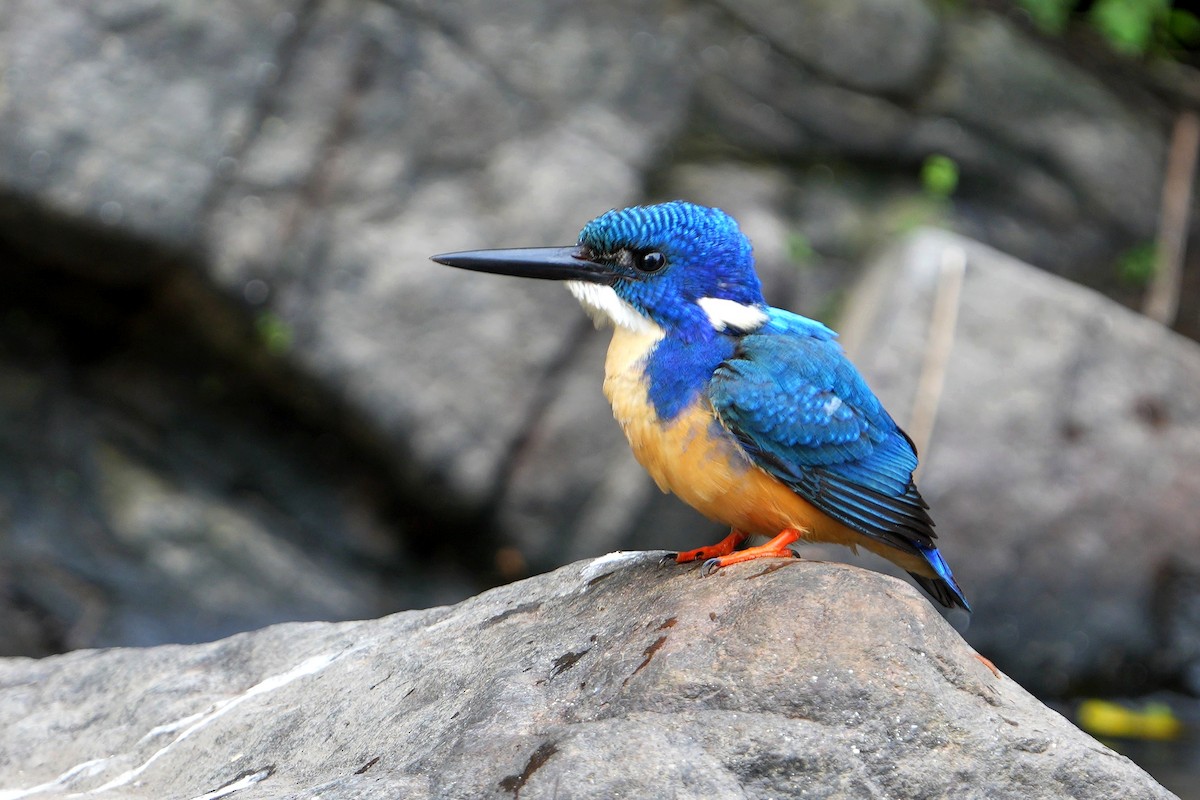 Half-collared Kingfisher - ML641915503