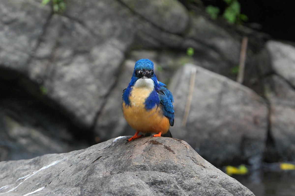Half-collared Kingfisher - ML641915504
