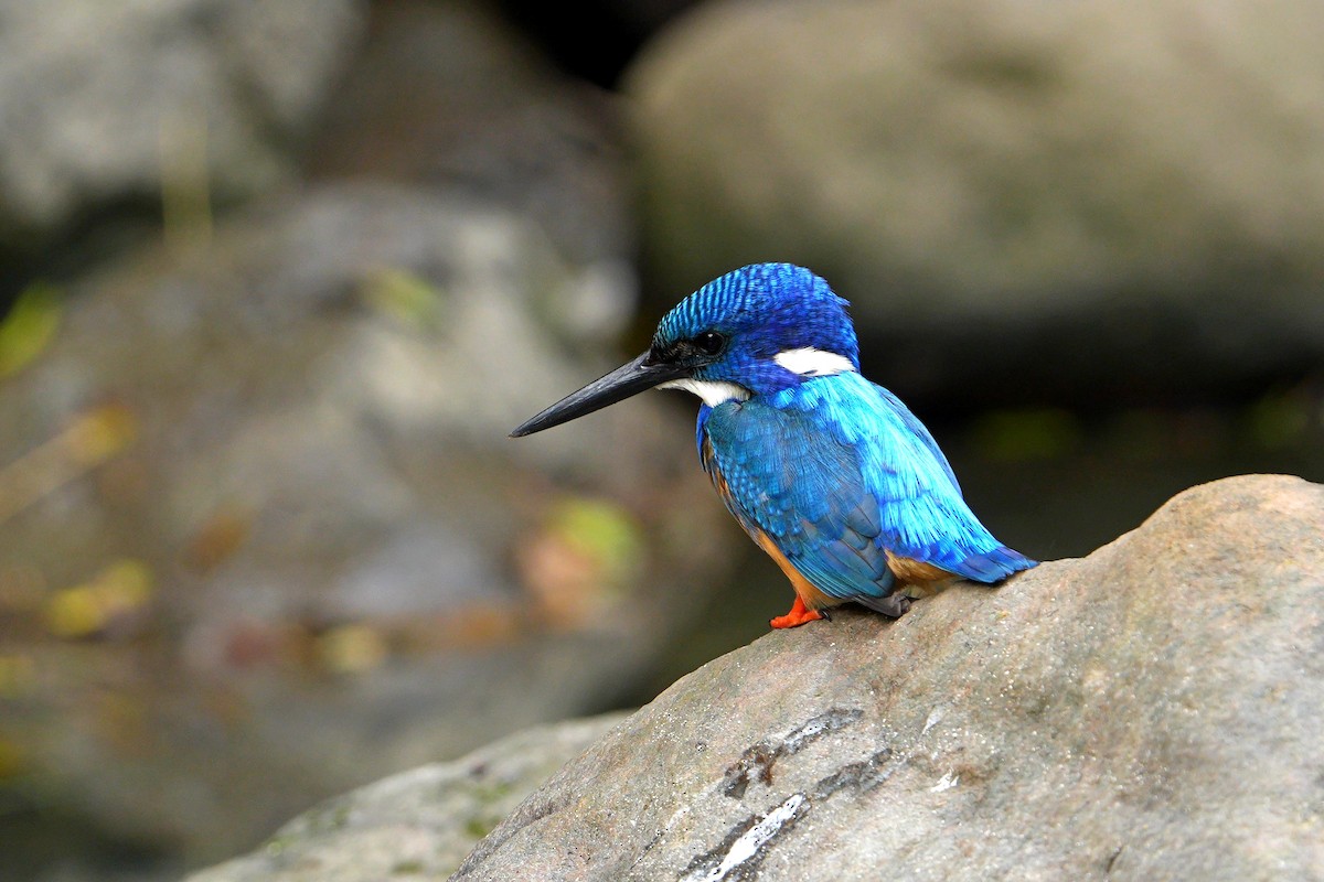 Half-collared Kingfisher - ML641915505