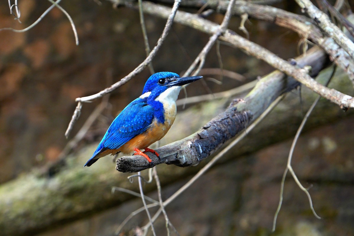Half-collared Kingfisher - ML641915506