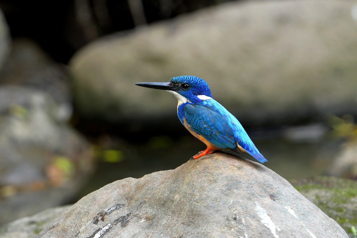 Half-collared Kingfisher - ML641915507