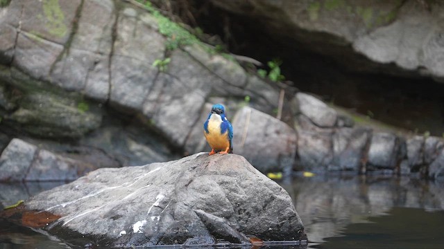 Half-collared Kingfisher - ML641915509