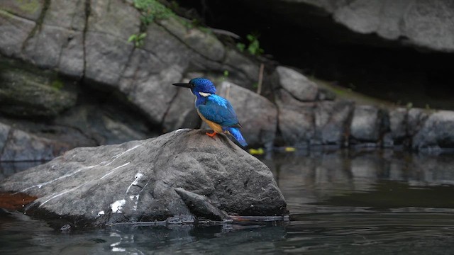Half-collared Kingfisher - ML641915514