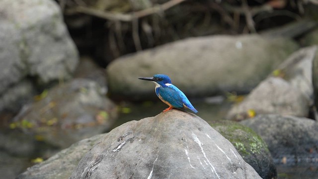 Half-collared Kingfisher - ML641915517