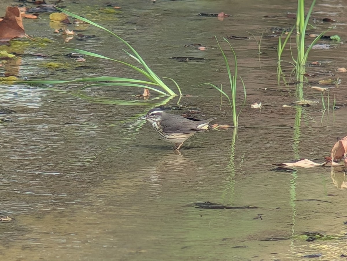 Louisiana Waterthrush - ML641915527