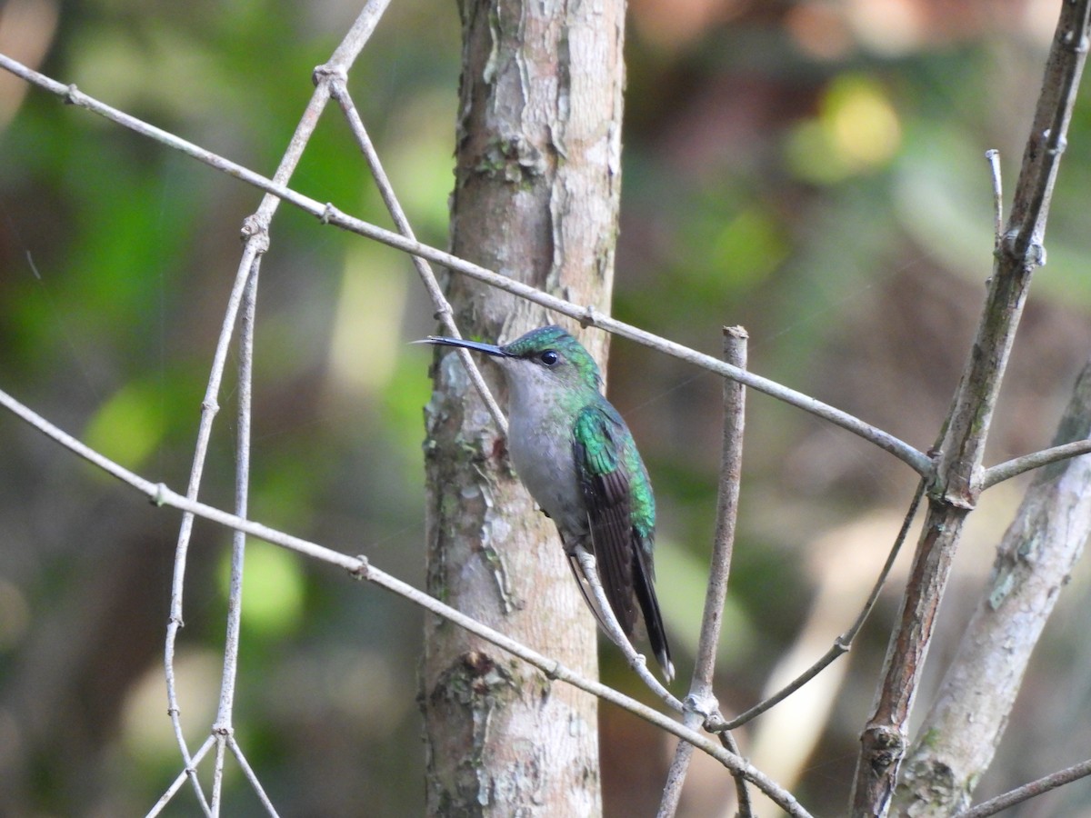 Violet-capped Woodnymph - ML641915534